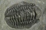 Curled Proetid (Gerastos) Trilobite Fossil - Morocco #377260-3